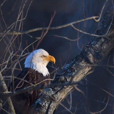 Eagle staring into distance