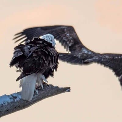 Two Bald Eagles