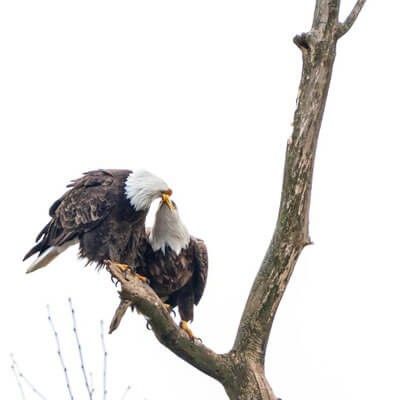 Two Eagles on a branch