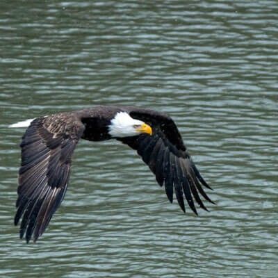 Bald Eagle close to water