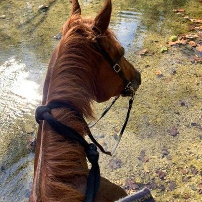 Horse at Sebald Park