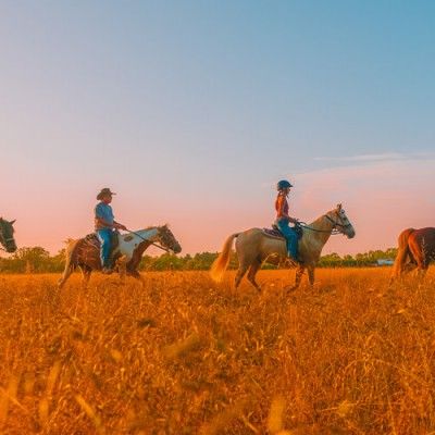 Image file nationroadhorserentaloxford_F25B5E8A-5056-A36A-09CAFD21606065B4-f25b5d065056a36_f25b6542-5056-a36a-097b266e37678377.jpg