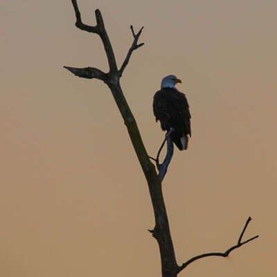 Bald Eagle on Tree