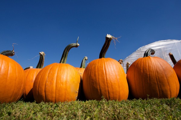Pumpkins at Barn-N-Bunk