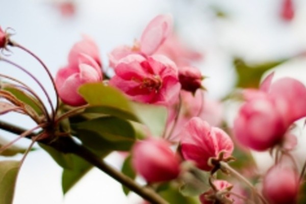 Image file 1383015_spring_flowers_20_fb3b69b6-5056-a36a-096b5e1cb330edc5.jpg