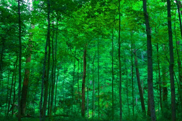 Image file Bebb-Forest_fac41b88-5056-a36a-0991d48979a87da2.jpg