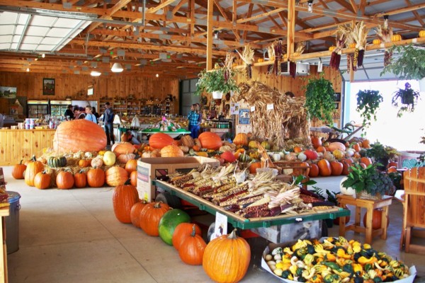 Image file Butterfield-Farm-Market-Pumpkins2-1f96c0935056a36_1f96c24d-5056-a36a-0976e0279742aafc.jpg