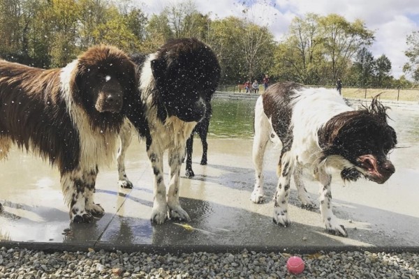 Image file Dogs-at-FurField-6a795c755056a36_6a795e0d-5056-a36a-0991aa565a05c1c3.jpg