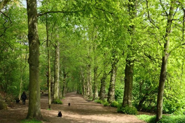 Image file Forest0_fb1252f6-5056-a36a-0904a71735d245e1.jpg