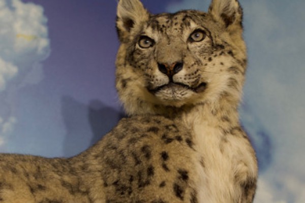 Image file Robert-A.-Hefner-Museum-of-Natural-History-Leopard-d4c499ac5056a36_d4c49abe-5056-a36a-09dc30f499f8dcad.jpg