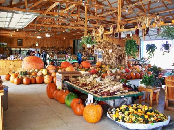 Image file Butterfield-Farm-Market-Pumpkins2-1f96c0935056a36_1f96c24d-5056-a36a-0976e0279742aafc.jpg