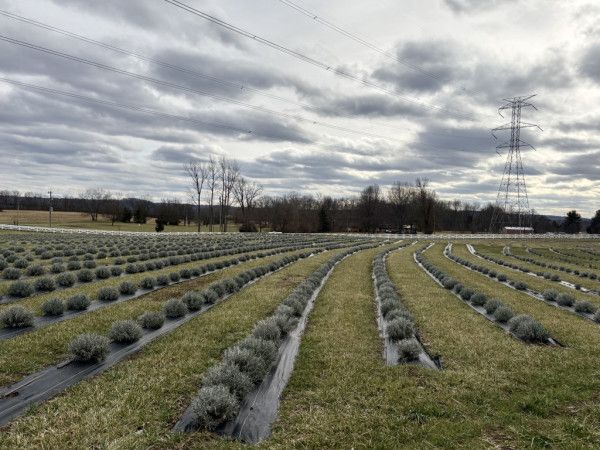 Image file IMG_6794_0A4DAD75-AB67-BDBB-1EFDEBEDEDE1704C-0a4da51d9c0b16a_0a4db4df-0848-cfb9-7b150c92e3111ba1.jpg