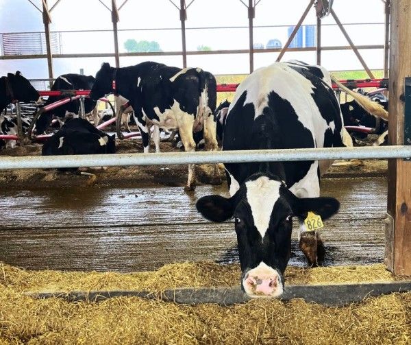 Image file Mullen-Dairy-Creamery5_F96FAE89-C153-429D-1276BEE6145CA02E-f96fad4abc33ca0_f96fc3b1-efa2-922b-bee951b47fda426c.jpg