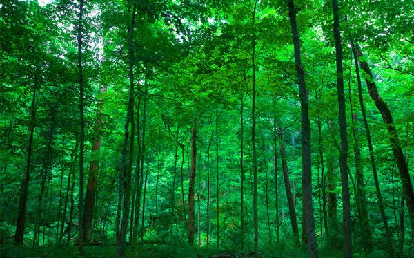 Image file governorbebbpreserve_1220122D-B902-658C-A3A09DE3816E45B9-122011049a9cb39_122018d5-cd3d-ed96-f258ea6f5da0b645.jpg