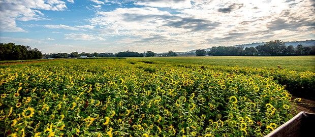 Burwinkel Farms Sunflower Field
