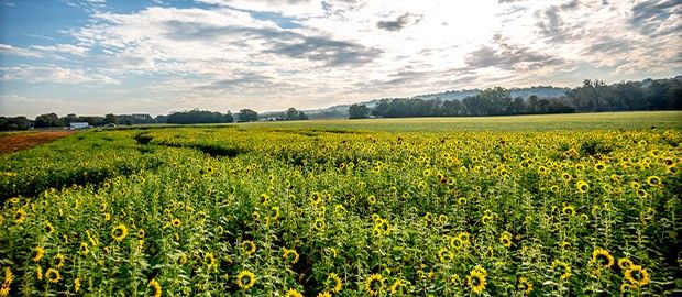 Ross Township