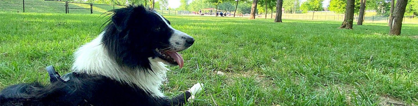 Happy Dog at Furfield Dog Park