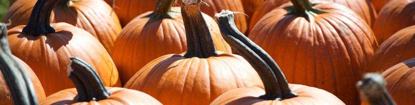 Barn-N-Bunk Pumpkins