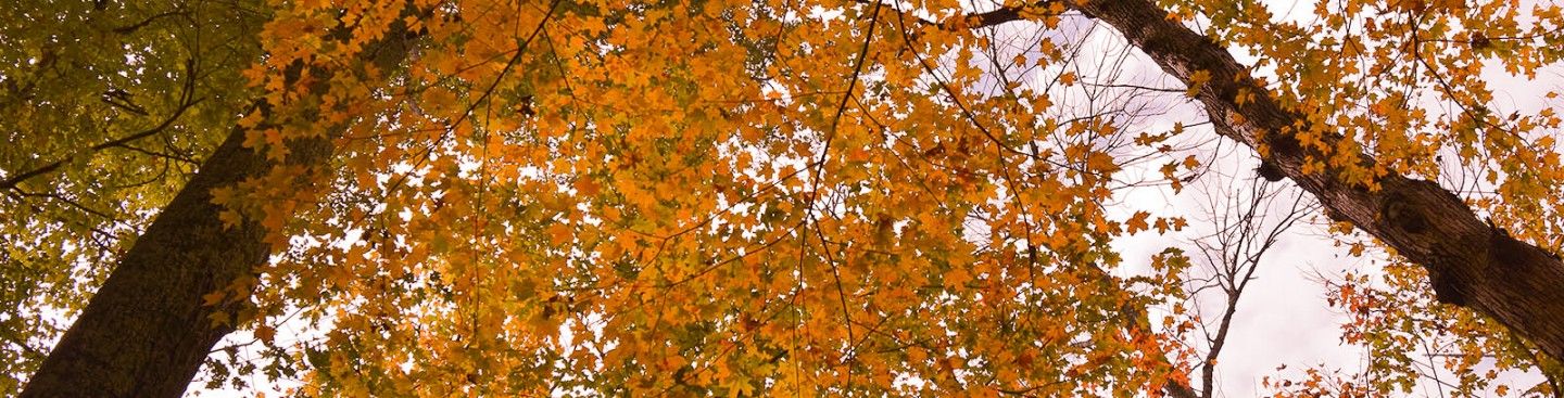 Trees at Governor Bebb MetroPark