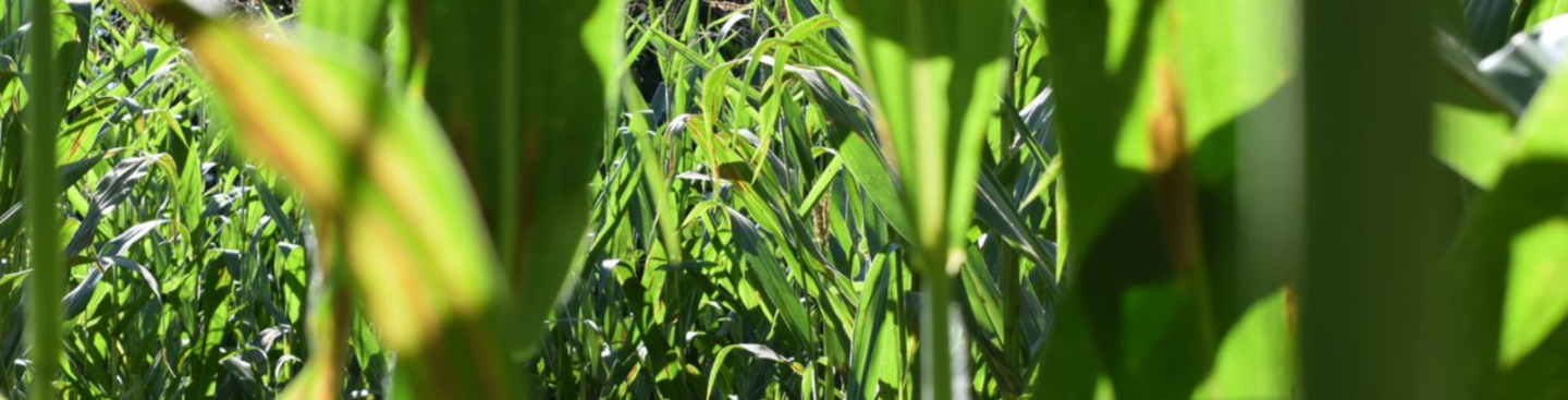 Burwinkel Farms Corn