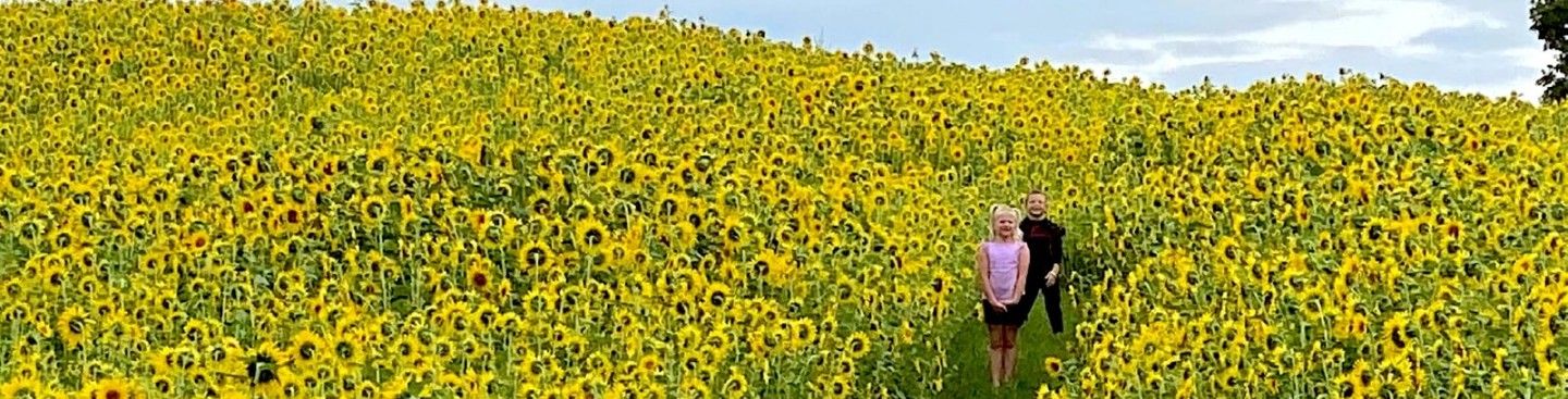 Sunflower Field, Jackson Family Farm