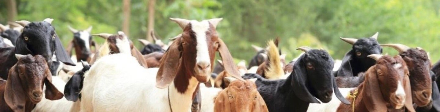 Goats on the Go Grazing Conservation