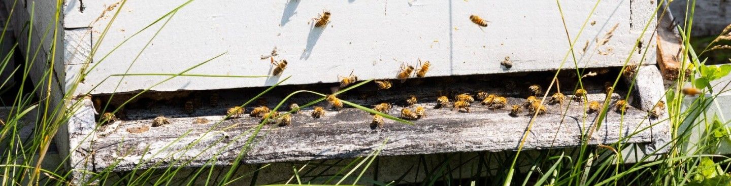 Honey Bee Hive, Don Popp's Honey Farm