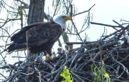 Bald Eagles Nest