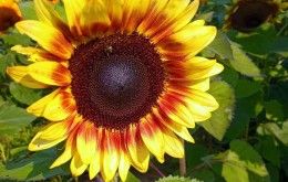 Sunflowers, Pippin's Produce