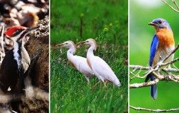 Birding in Butler County, Ohio