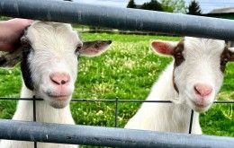 Goats at Liberty Farm Market Ohio