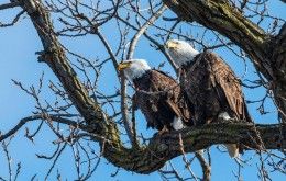 Bald Eagles, Butler County Ohio