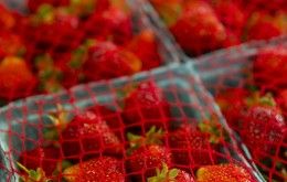 Schaefer's Farm Market