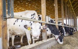 Mullen Dairy