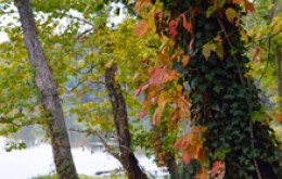Image file leafunfeature.jpg