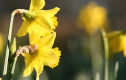 Image file 1382749_spring_is_coming_10_fb406f72-5056-a36a-0989ec3b0efaea65.jpg