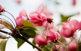 Image file 1383015_spring_flowers_20_fb3b69b6-5056-a36a-096b5e1cb330edc5.jpg