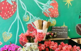 Image file Farmer-s-Collective_9F172D2F-FD51-8028-C6995A767030FED8-9f16f4050ba4c8c_9f17330f-0251-9609-67a456b36e8b4f8c.png