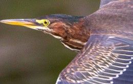 Image file Green-Heron_C71FA28B-5056-A36A-0999472CD41042DE-c71f9e8e5056a36_c71fd381-5056-a36a-09e3ea0a97622cfe.jpg