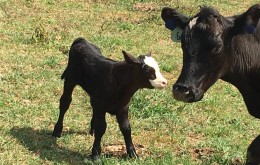 Image file Jackson-Family-Farm-bc5362be5056a36_bc5363c9-5056-a36a-093dd3c34a8a0fe8.jpg