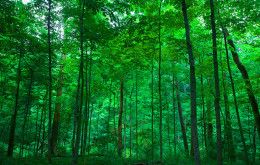 Image file governorbebbpreserve_1220122D-B902-658C-A3A09DE3816E45B9-122011049a9cb39_122018d5-cd3d-ed96-f258ea6f5da0b645.jpg