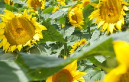 Image file sunflowerunfeature.jpg