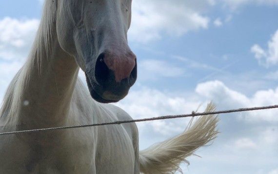 Horse at nation road horse rental