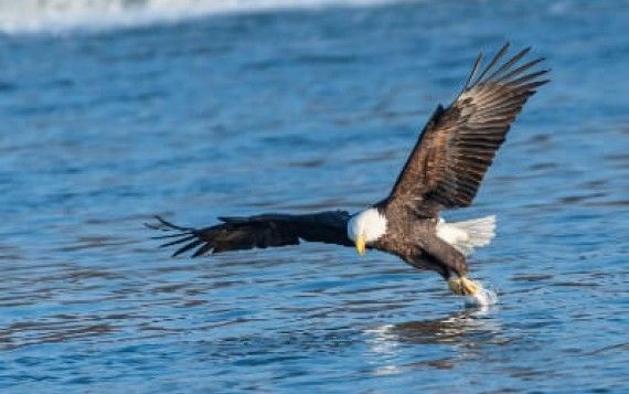 Bald Eagle Catching Fish