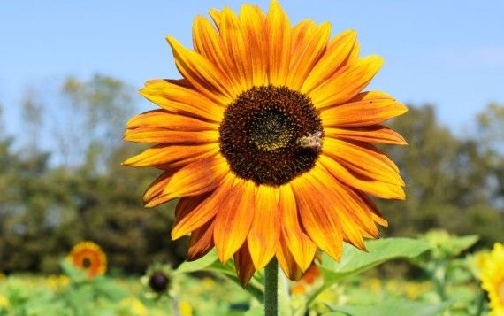 Sunflower Field, Burwinkel Farm Ohio