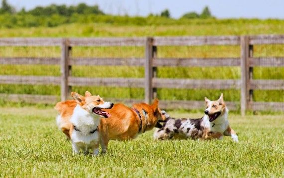 Wiggly Field, Voice of America MetroPark