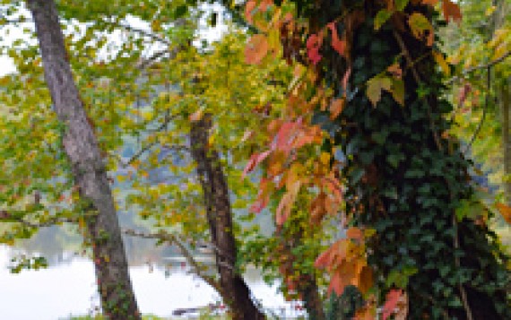 Image file leafunfeature.jpg