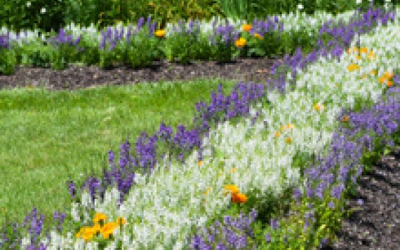 Image file wildflower.jpg