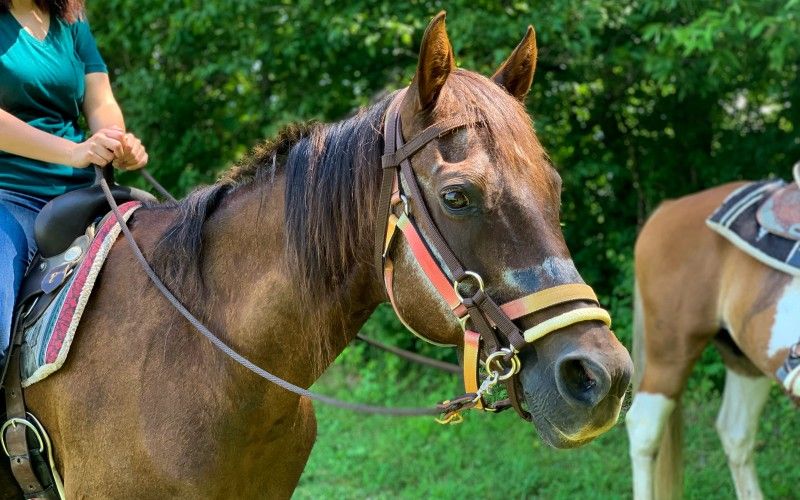 Nation Road Horse Rental
