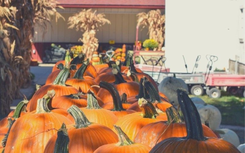 Garver Farm Pumpkins